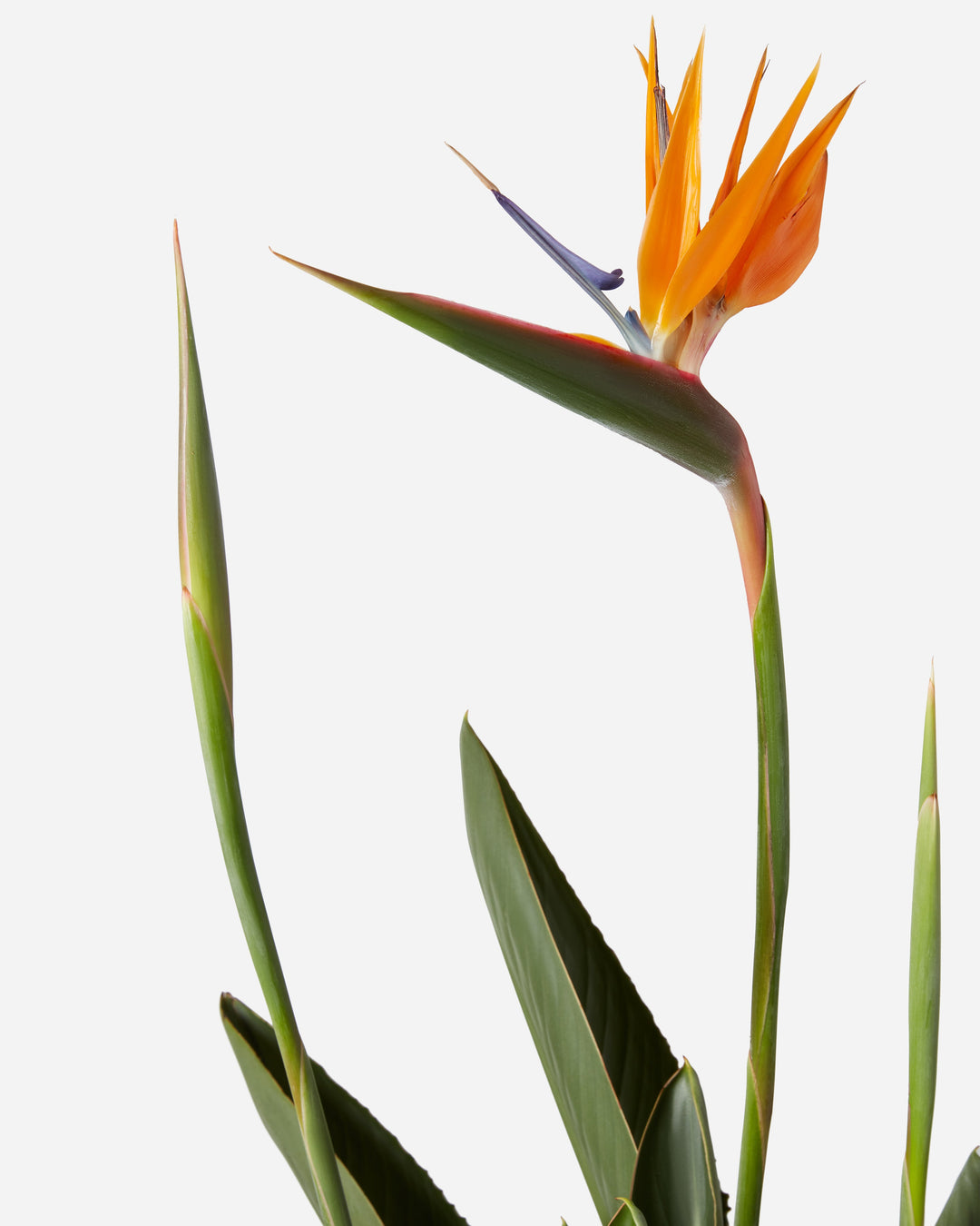 Orange Birds of Paradise