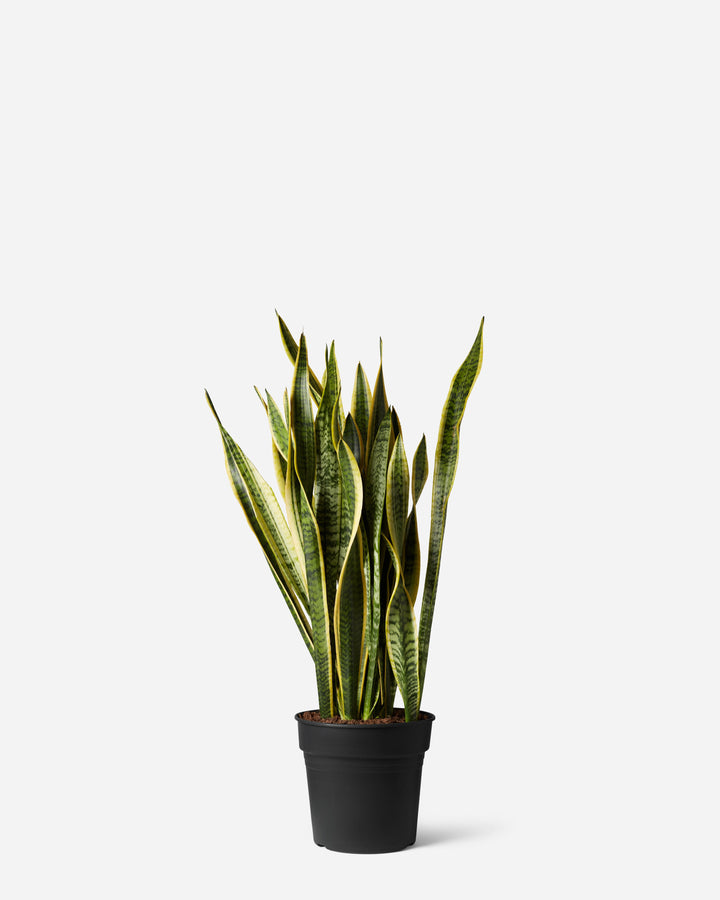 Snake Plant