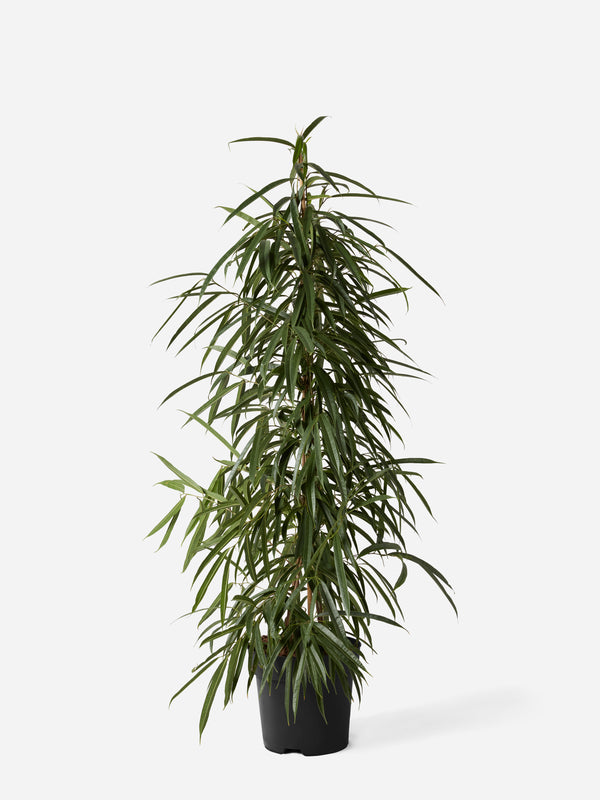 Alii Fig Bush