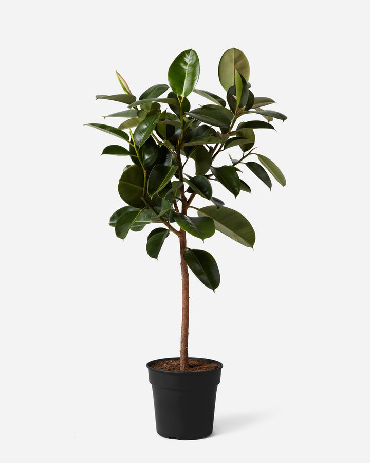 Thin Stem Rubber Trees
