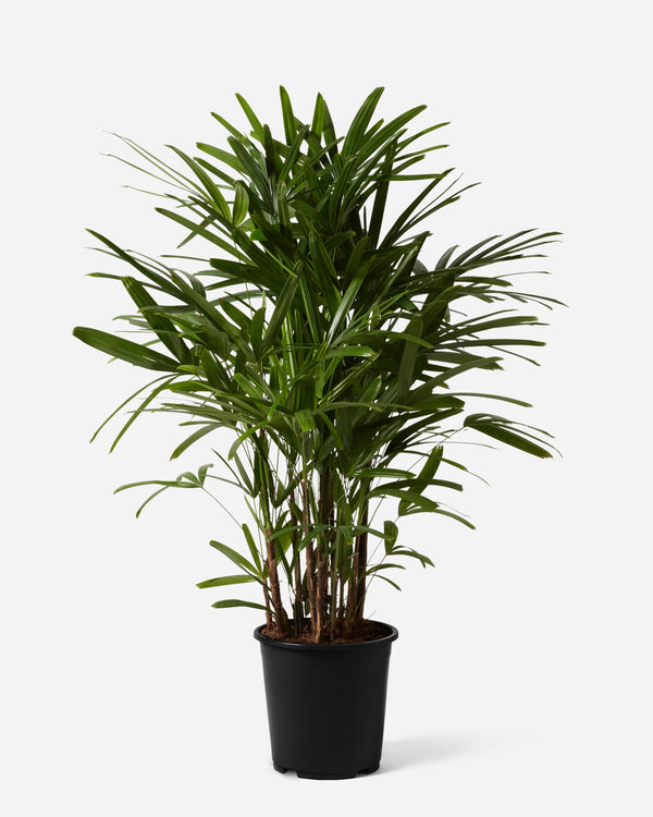 Bamboo Lady Palm
