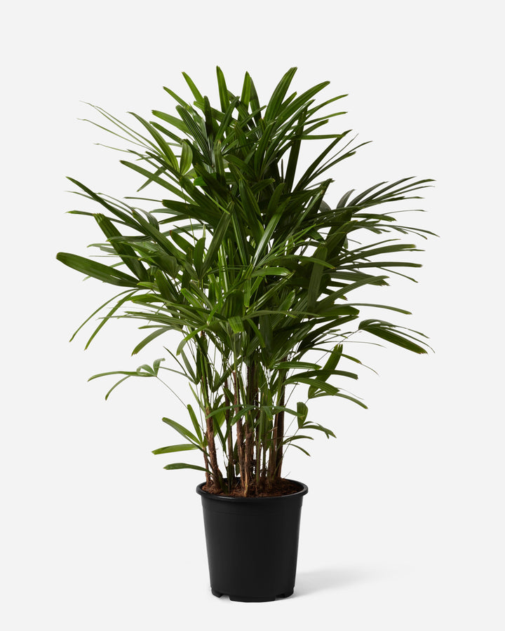 Bamboo Lady Palm