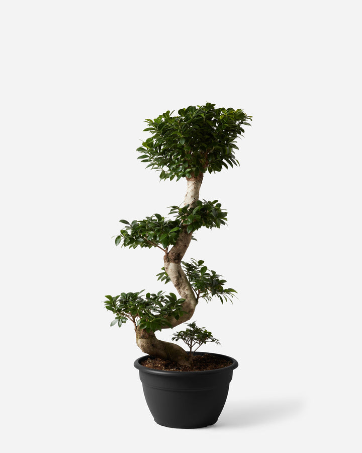 Ginseng Bonsai