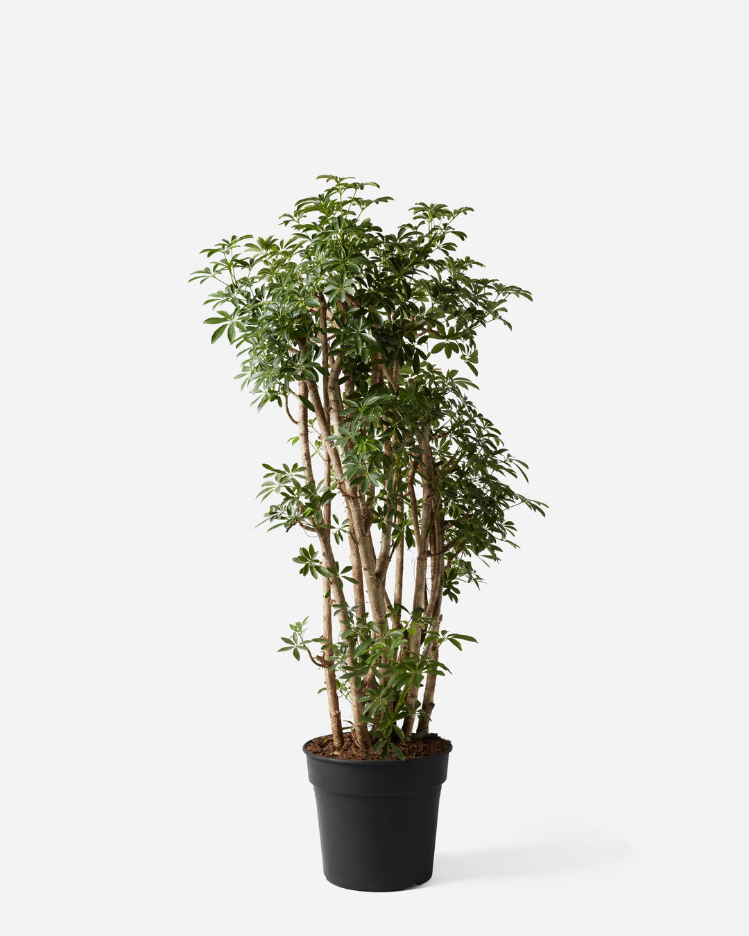 Branched Australian Umbrella Plant