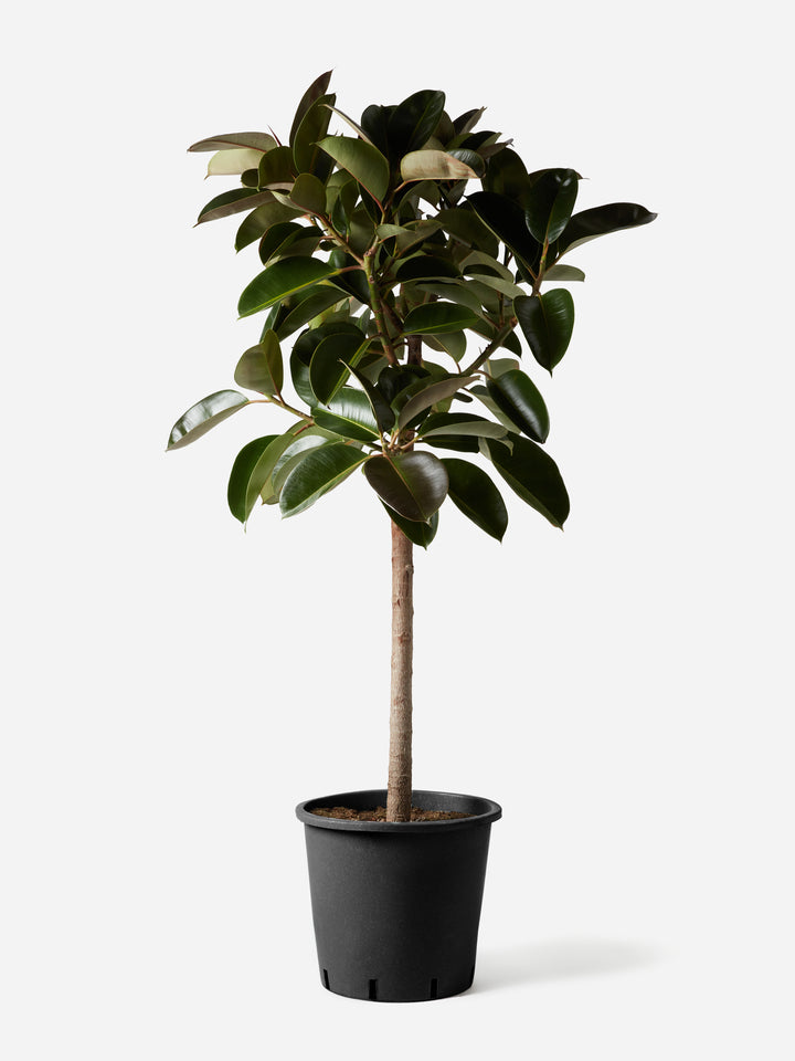 Thick Stem Rubber Tree