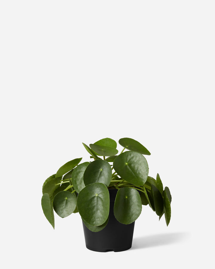 Money Plant