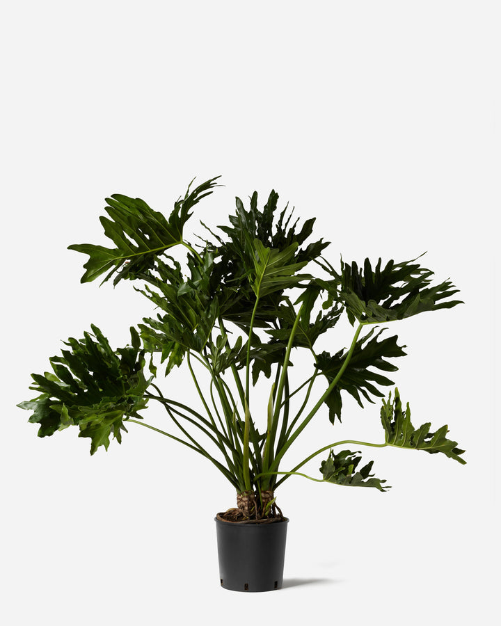 Tree Philodendron
