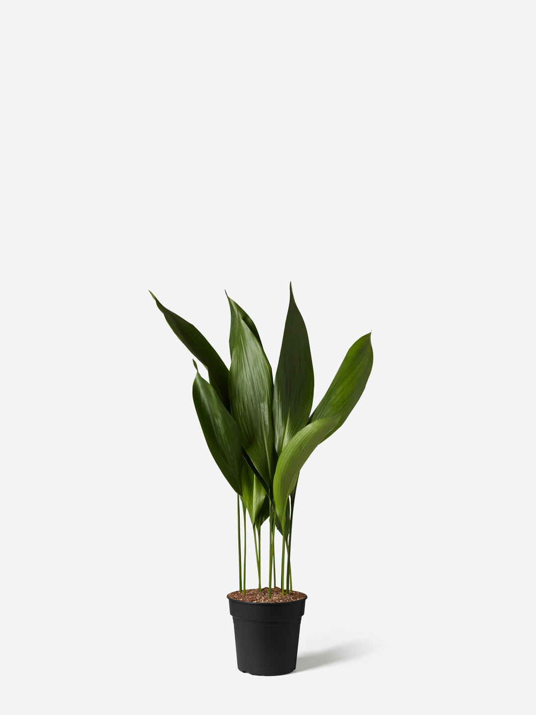 Cast Iron Plant