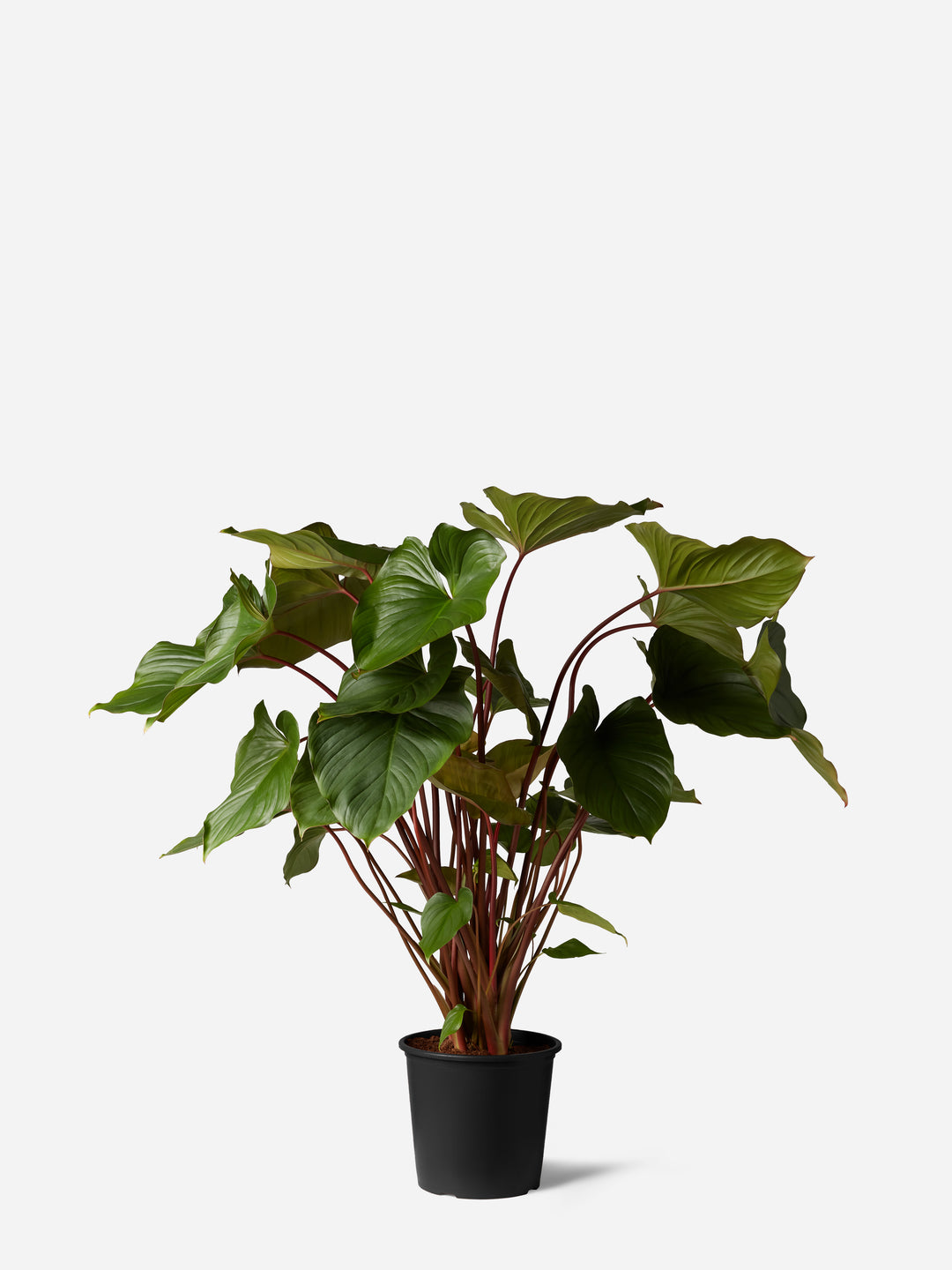 Homalomena Maggy
