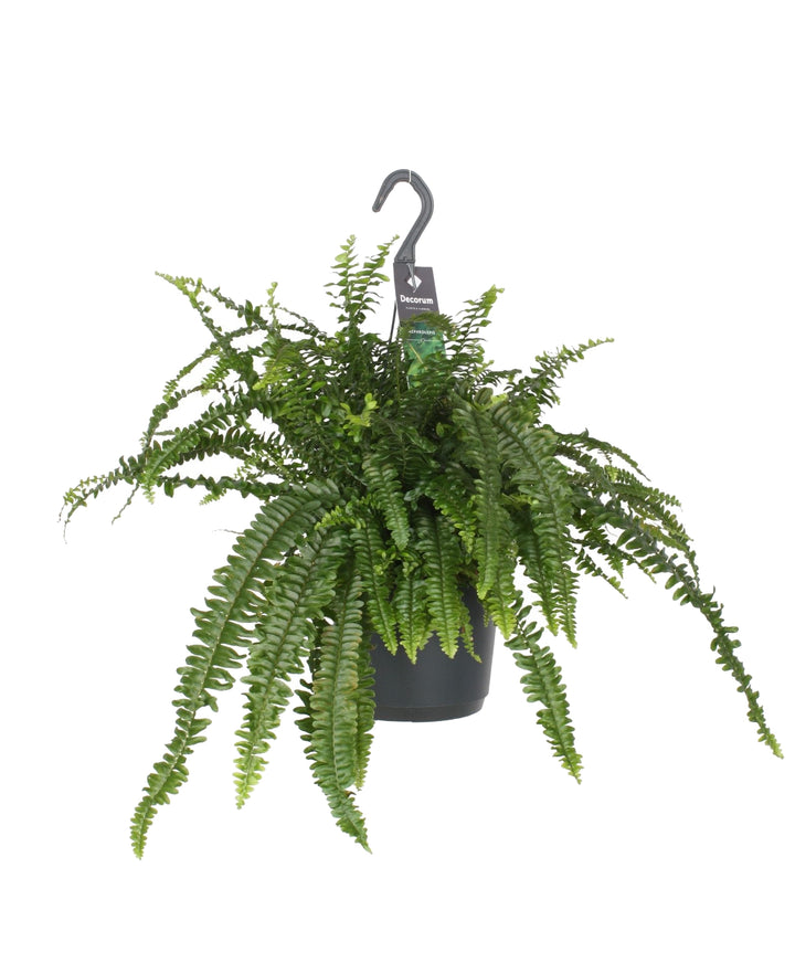 Boston Fern