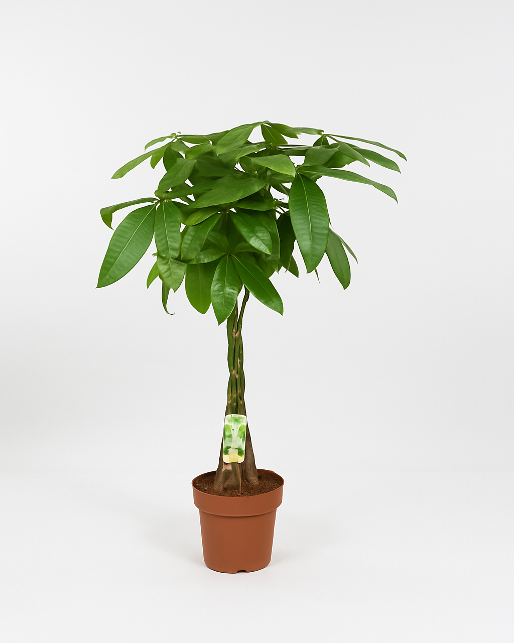 Potted plant with green leaves on a white background