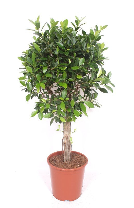 Indian laurel