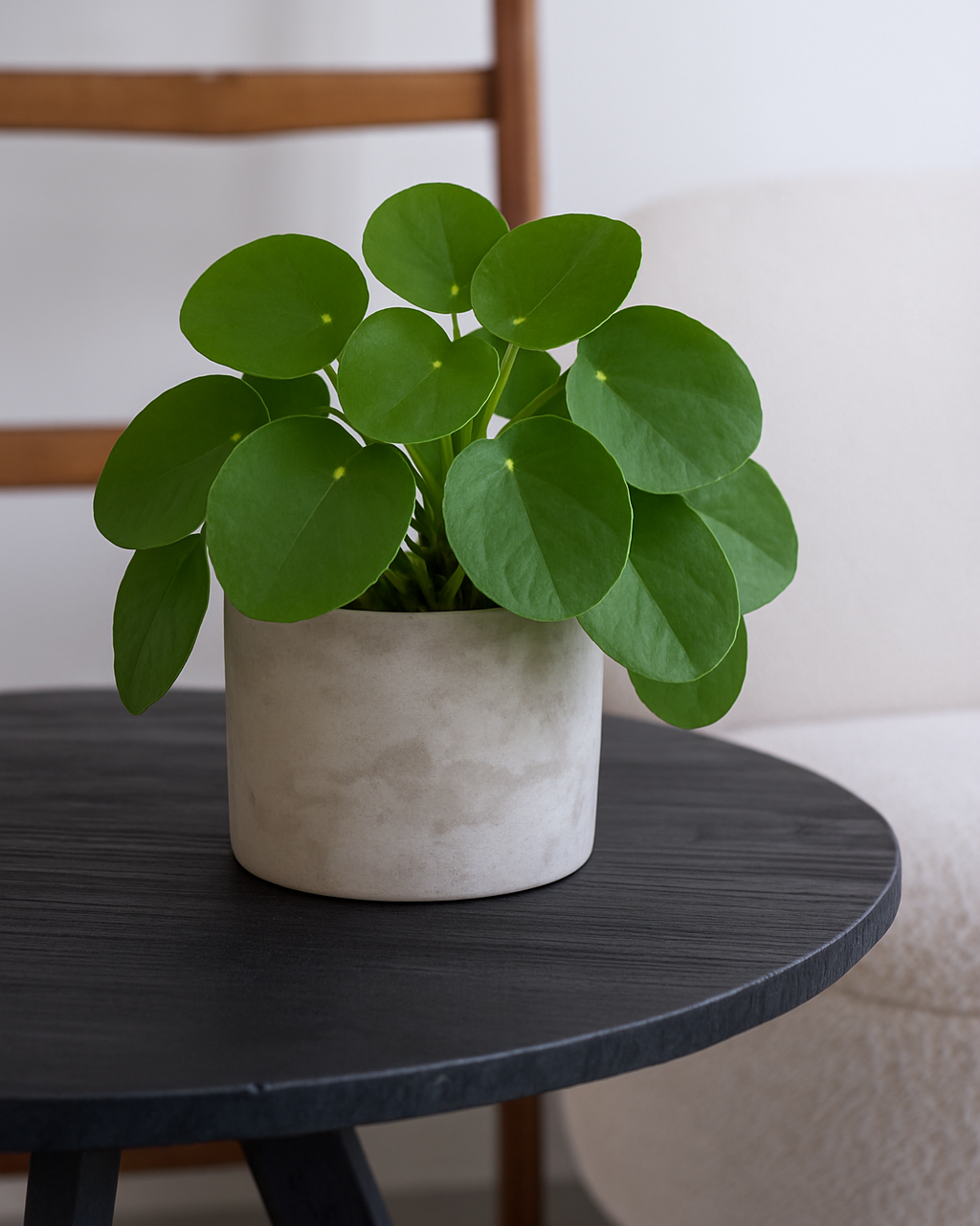 Potted pilea plant on a black table with a neutral background