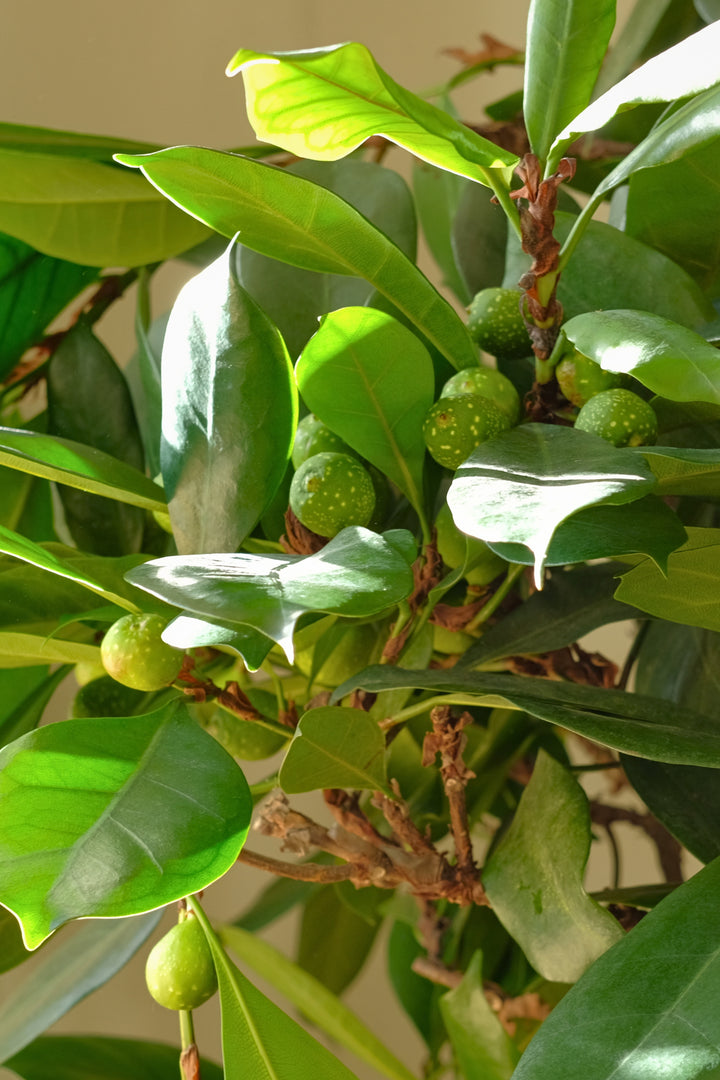 Statement African Fig Tree
