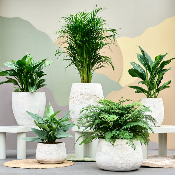 Textural Bowl Planters, Natural Stone Finish