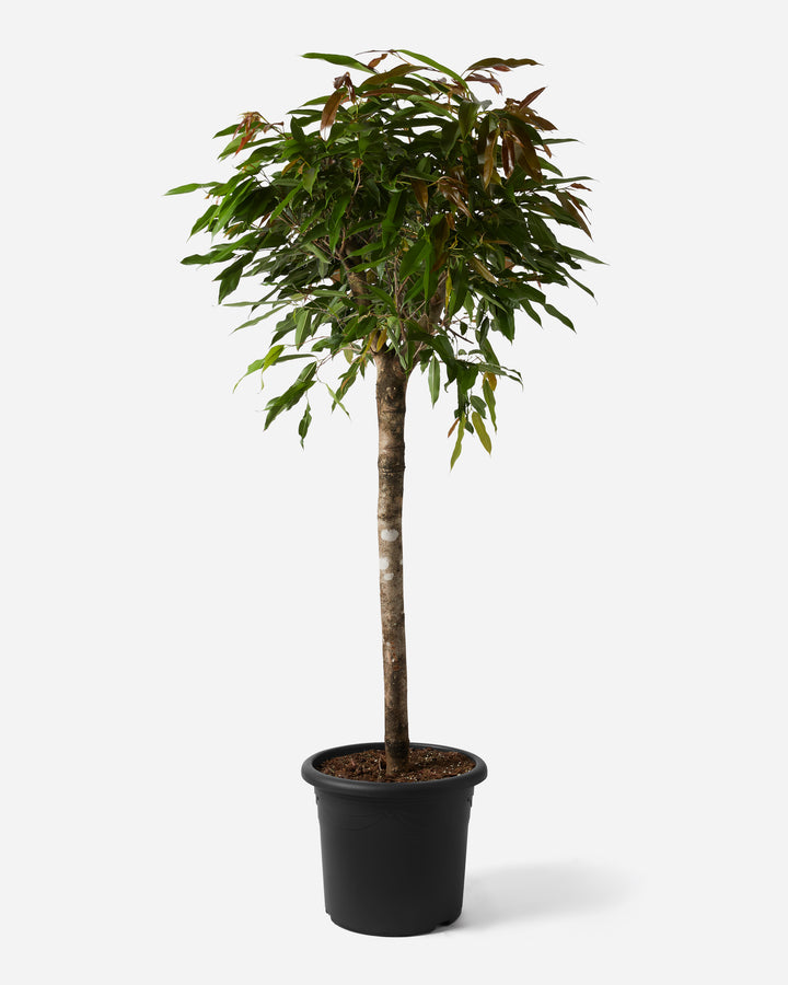 Amstel King Fig Tree