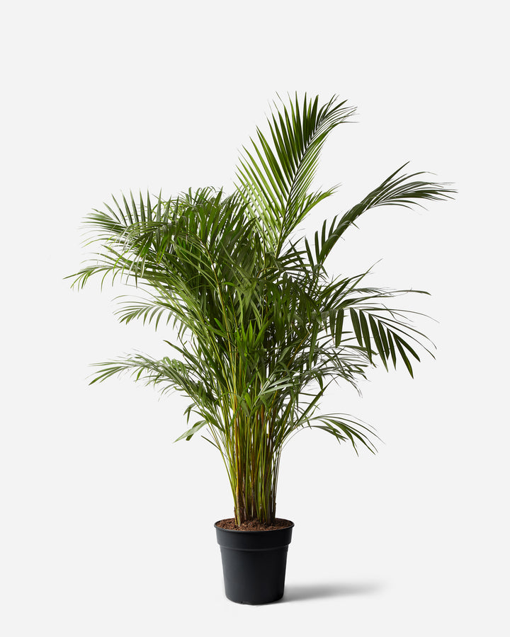 Areca Palm