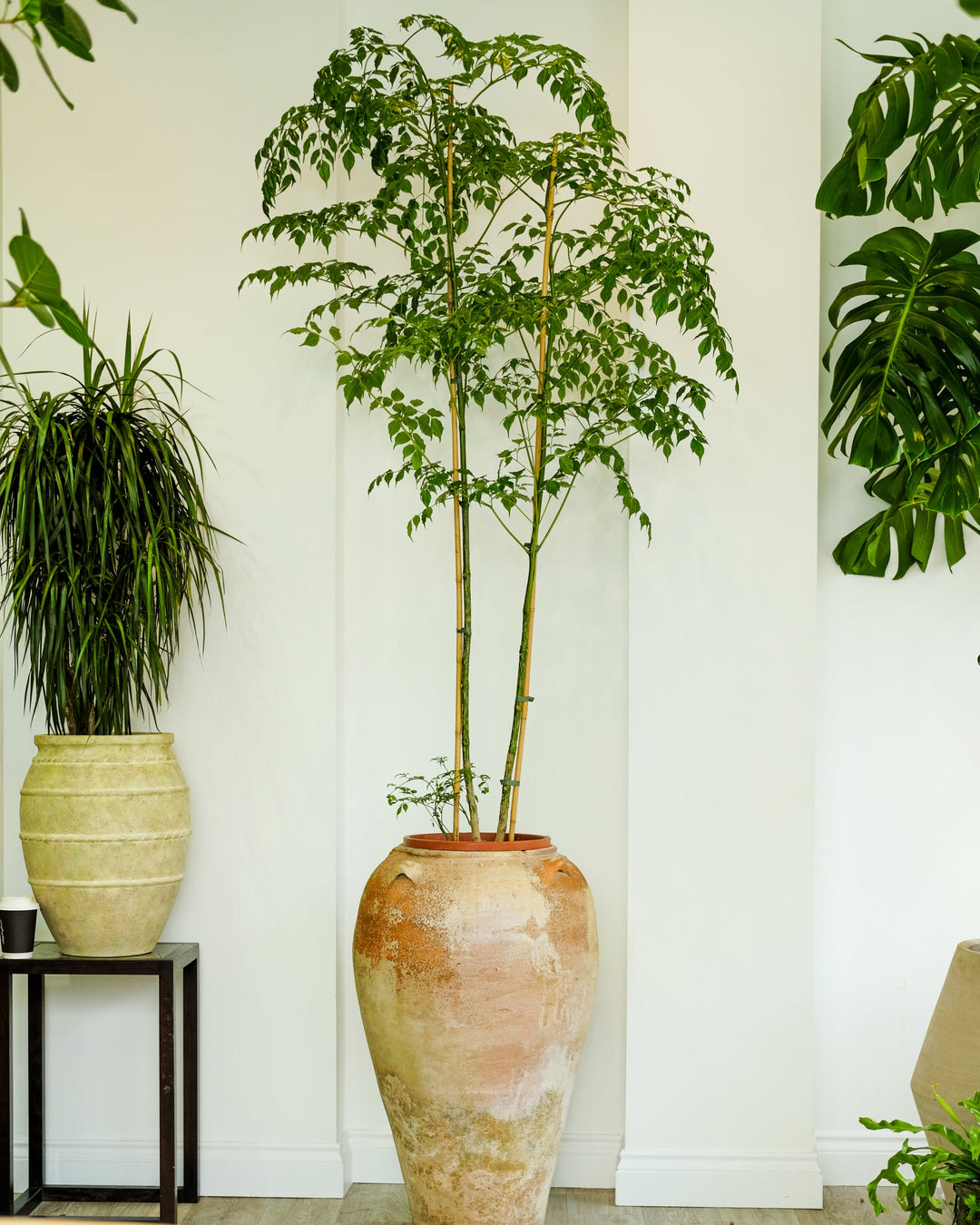 A tall green houseplant with slender stems and leafy foliage, displayed in a large textured beige ceramic pot on a light wood floor against a white wall. Other potted plants and a table with magazines are visible in the room setting.