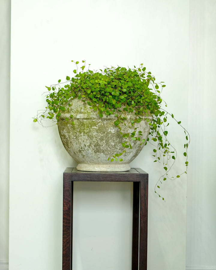 Willy Guhl Planters, Mid-Century Pair — One-Off