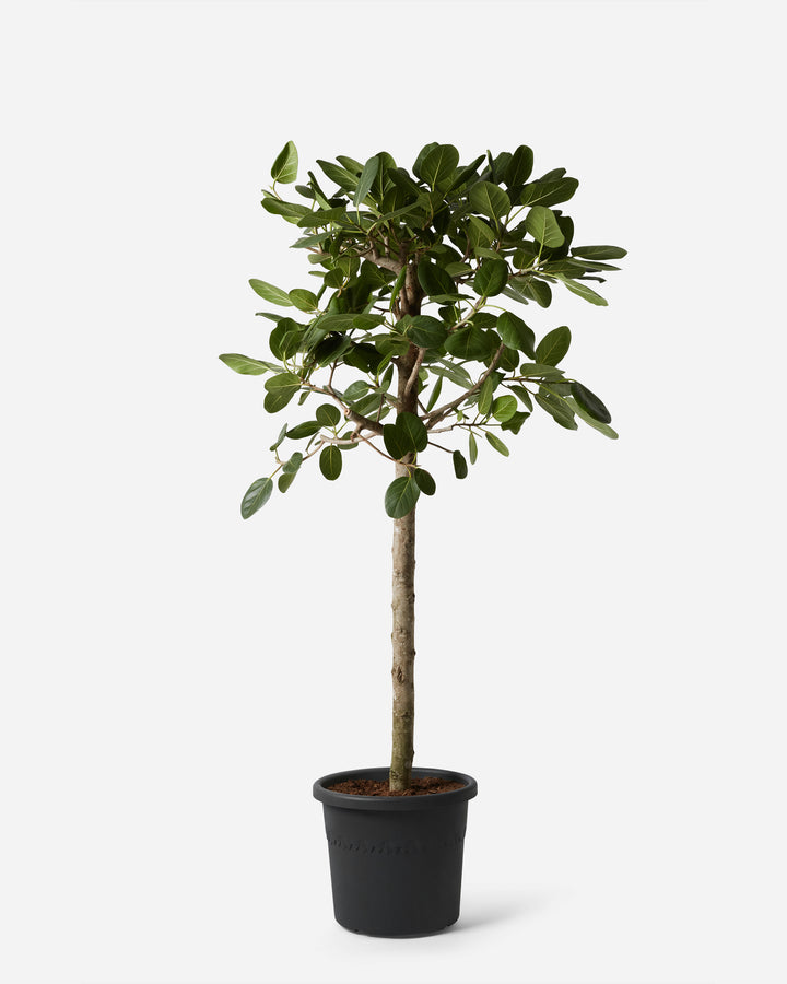 Bengal Fig Tree