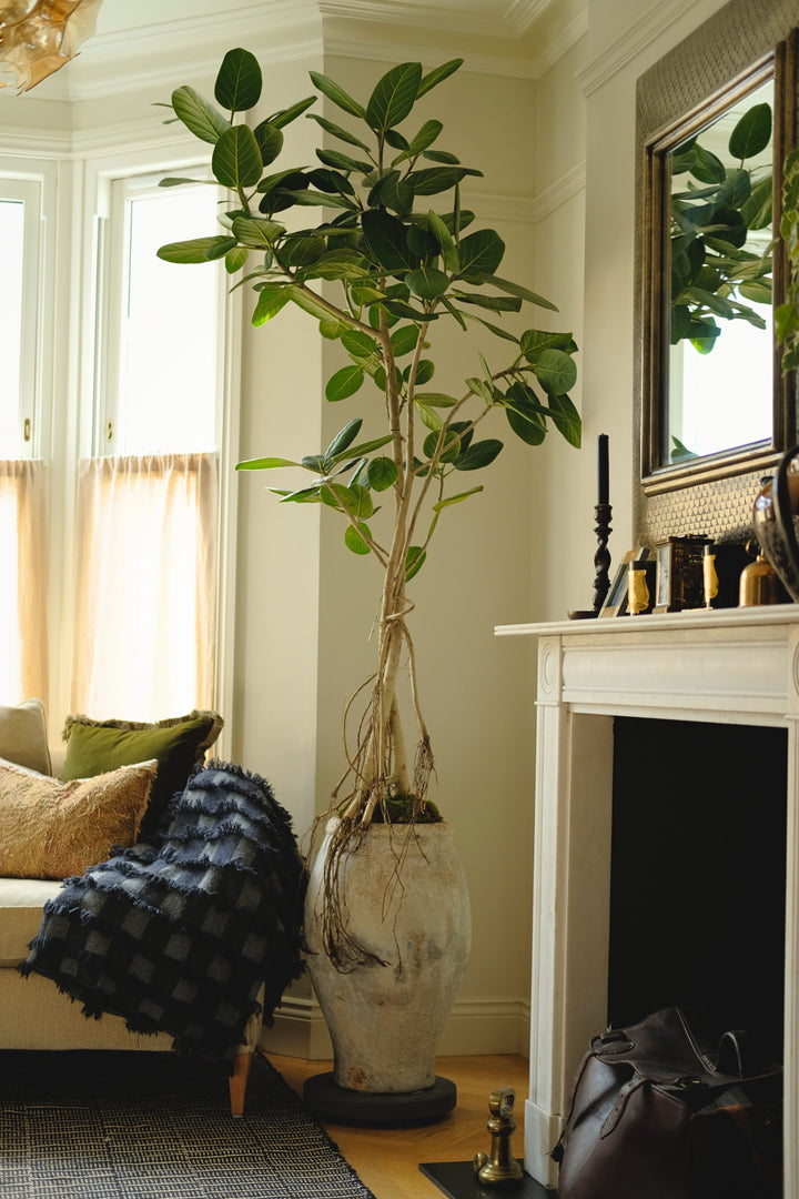 Sculptural Audrey Fig Tree