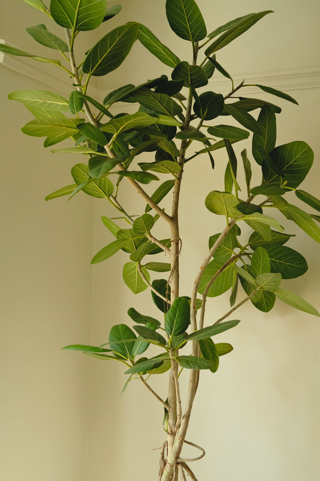 Sculptural Audrey Fig Tree
