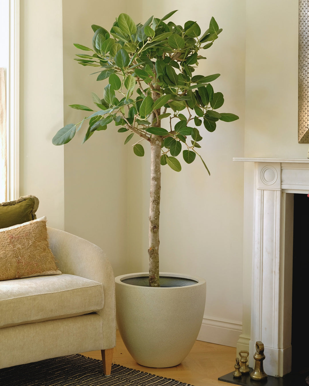 Bengal Fig Tree