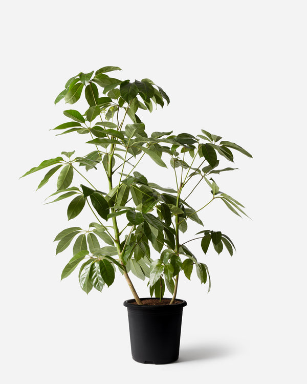 Australian Umbrella Bush