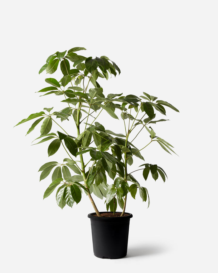 Australian Umbrella Bush