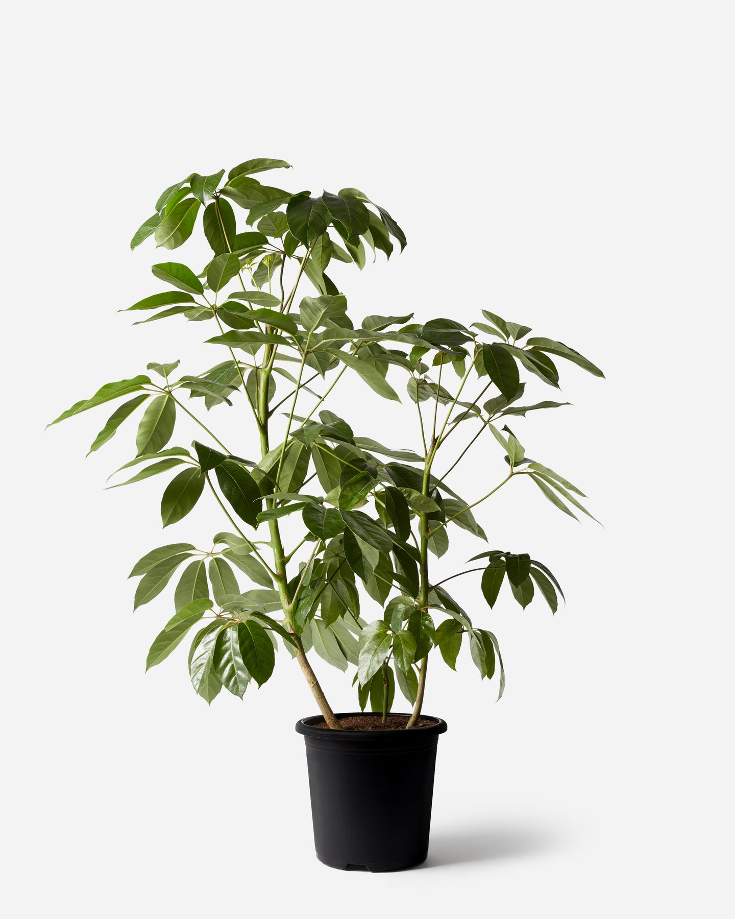 schefflera arboricola australia Australian Umbrella Bush