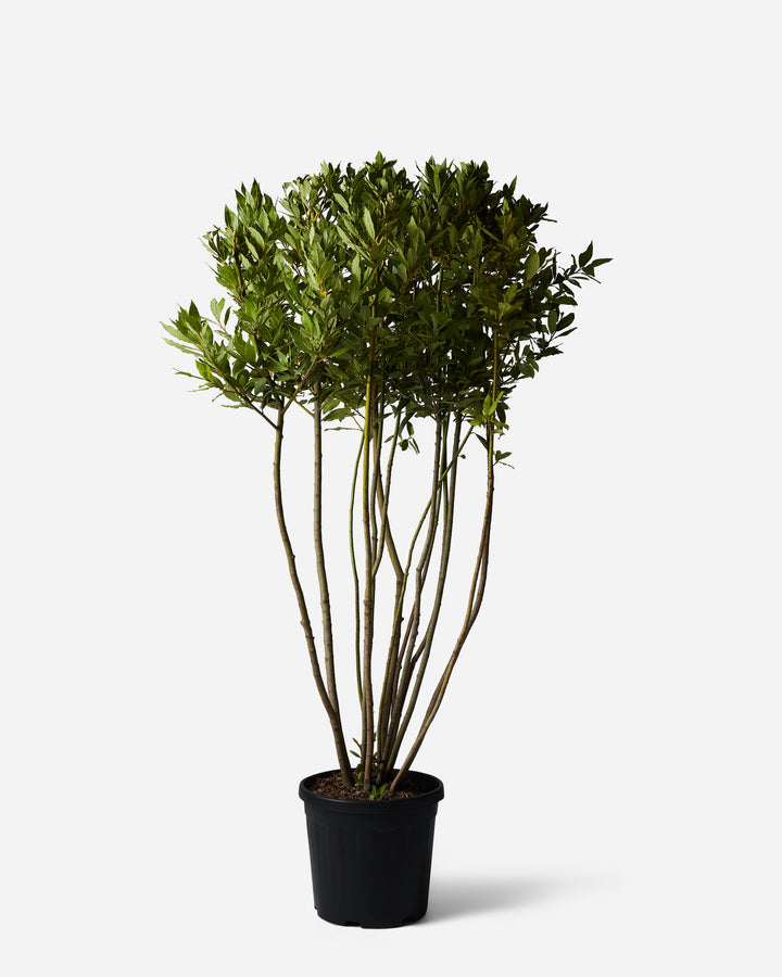 Bay Tree