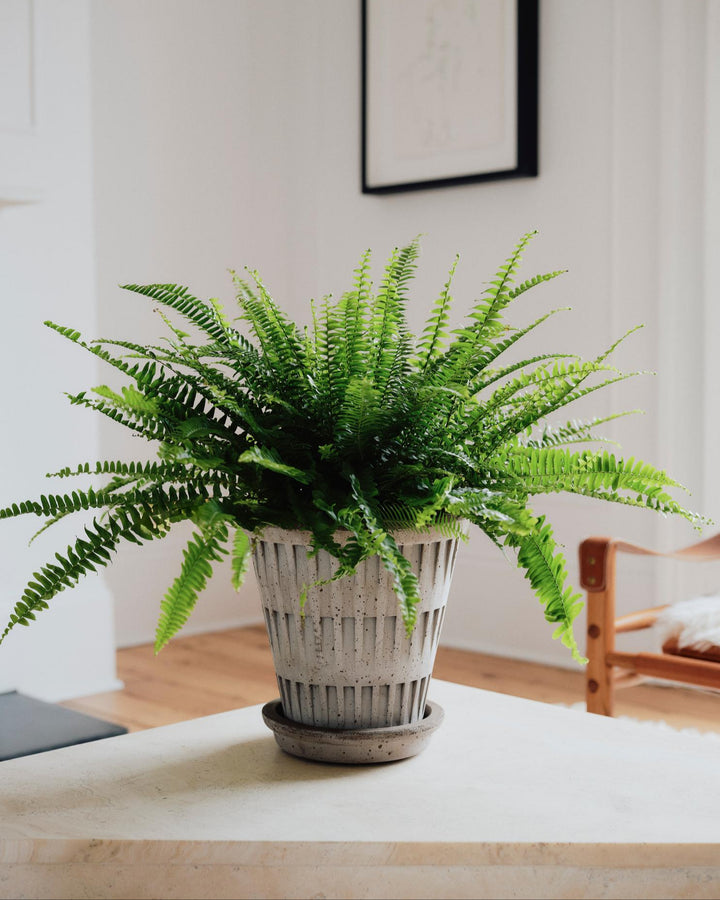 Boston Fern