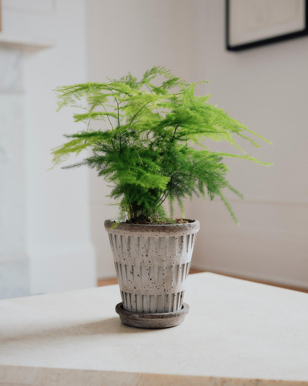 Potted plant on a table with a neutral background