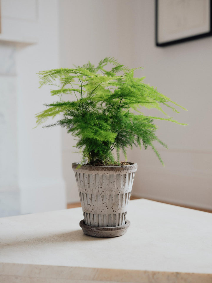 Asparagus Fern