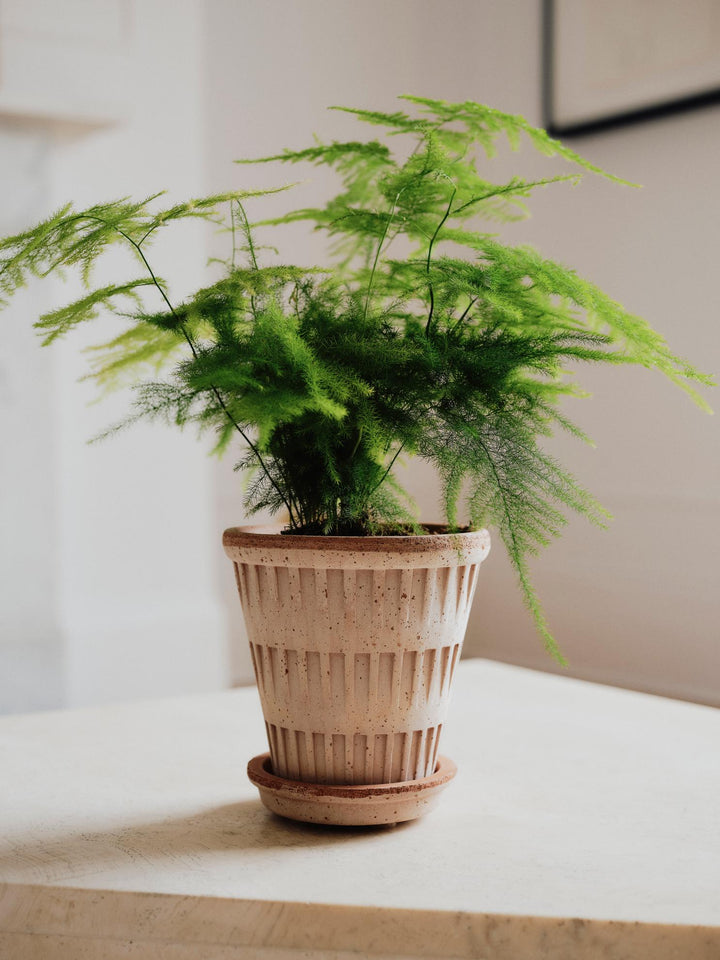 Asparagus Fern