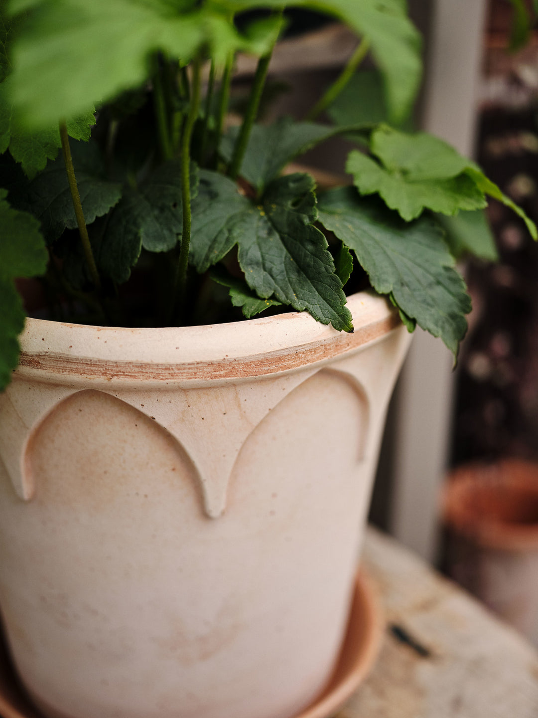 Elizabeth Pot