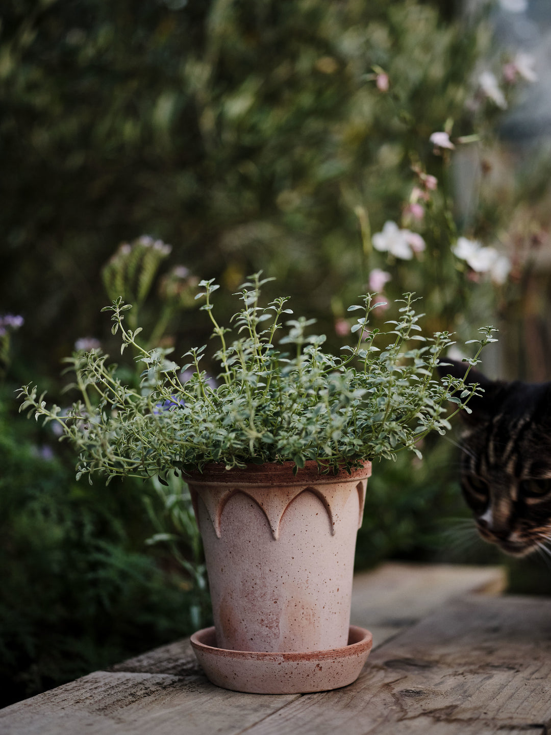 Elizabeth Pot
