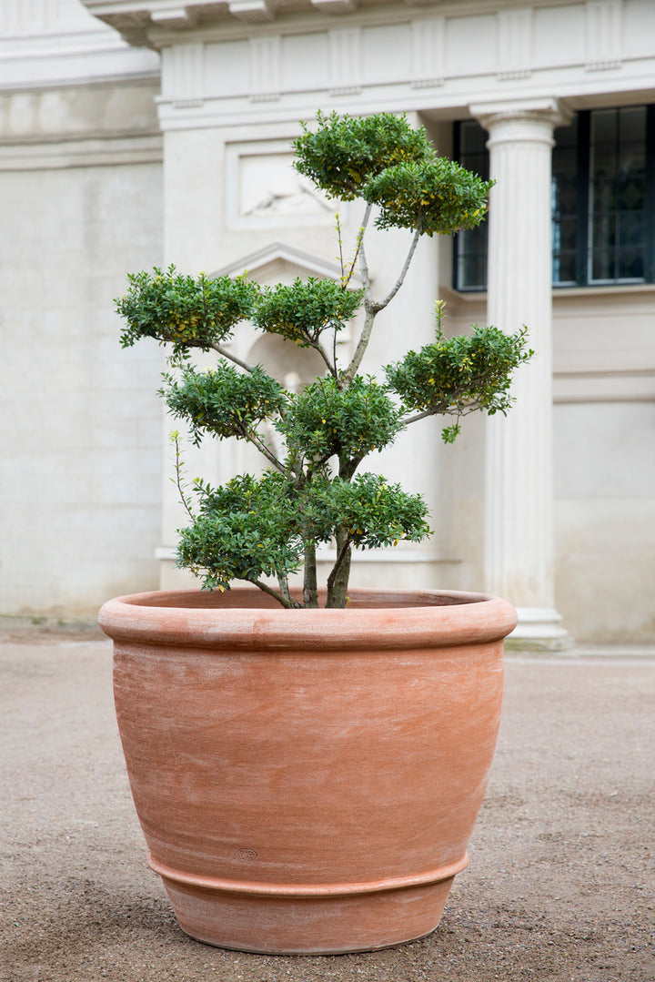 Campana Pots By Bergs