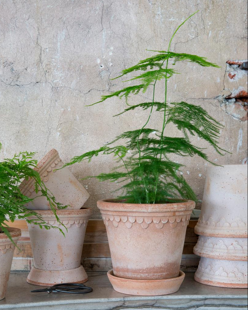 Potted plants on a stone ledge with a textured wall background