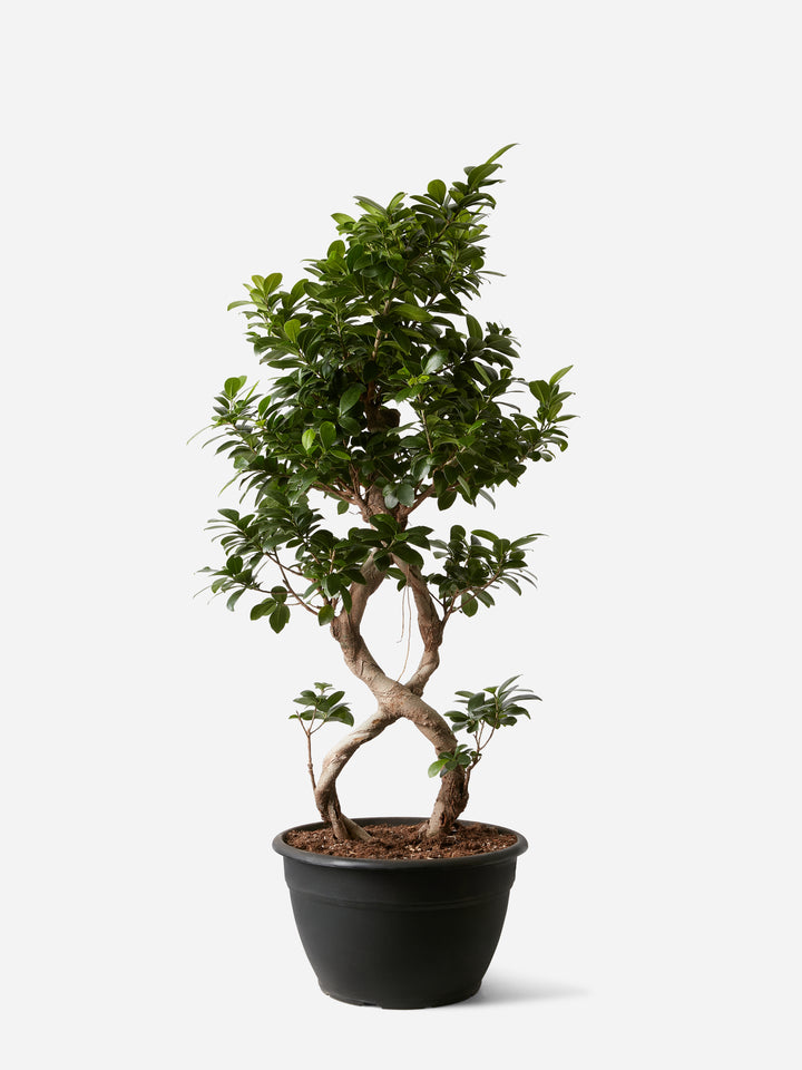 Ginseng Bonsai
