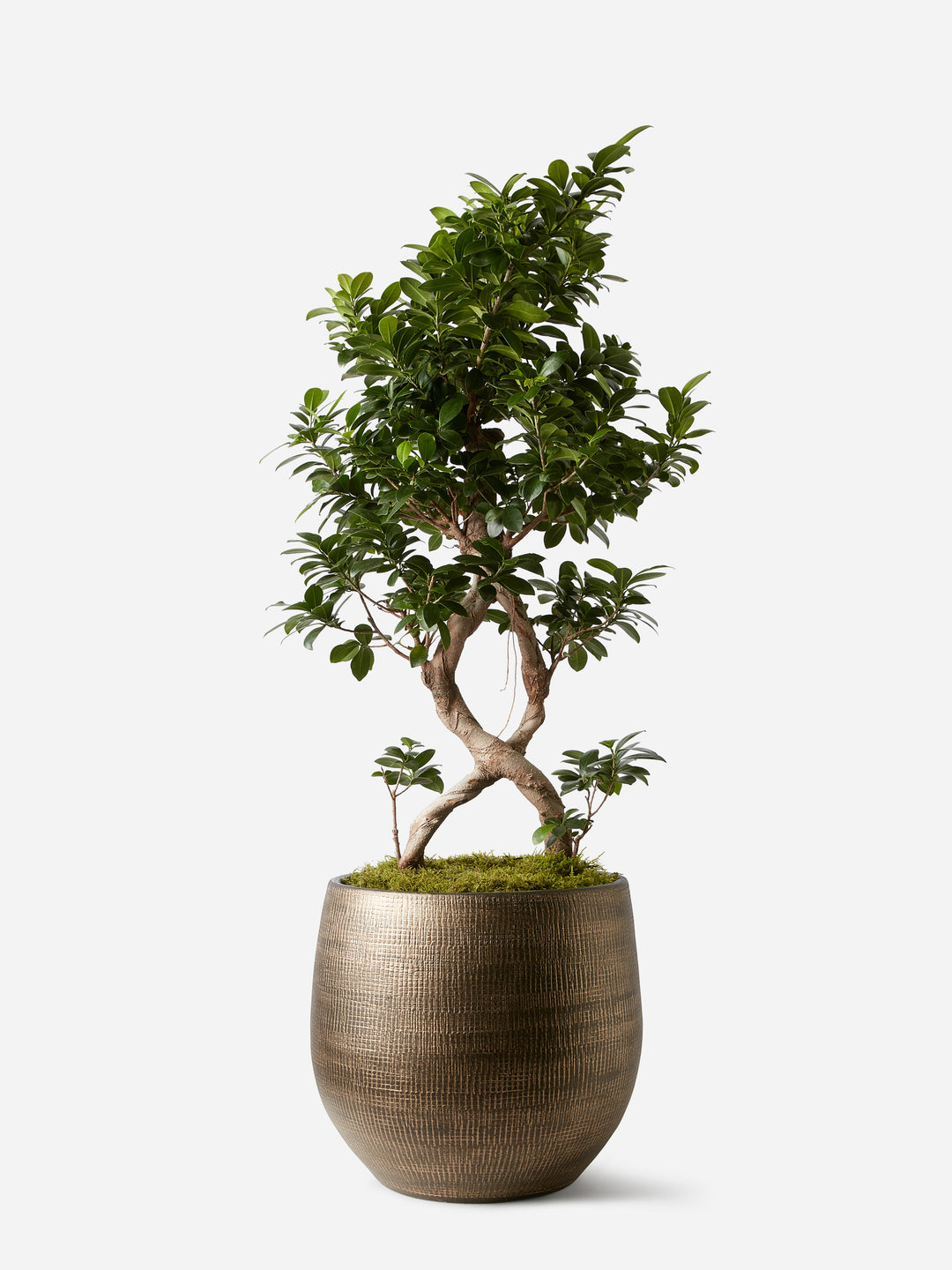 Ginseng Bonsai
