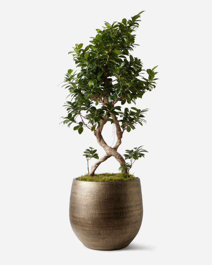 Potted plant in a decorative pot on a white background