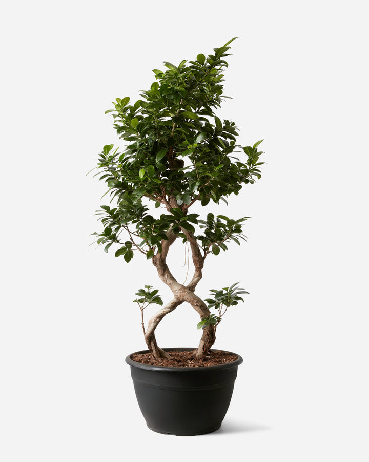 Ginseng Figure 8 Bonsai