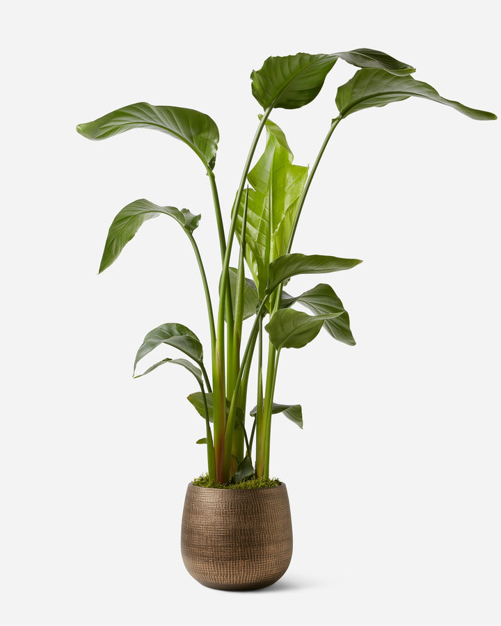 Bird of Paradise Planted Gift