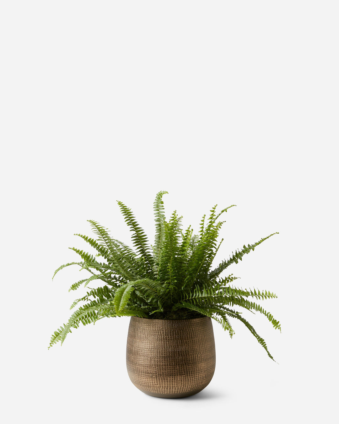 Potted fern plant on a white background