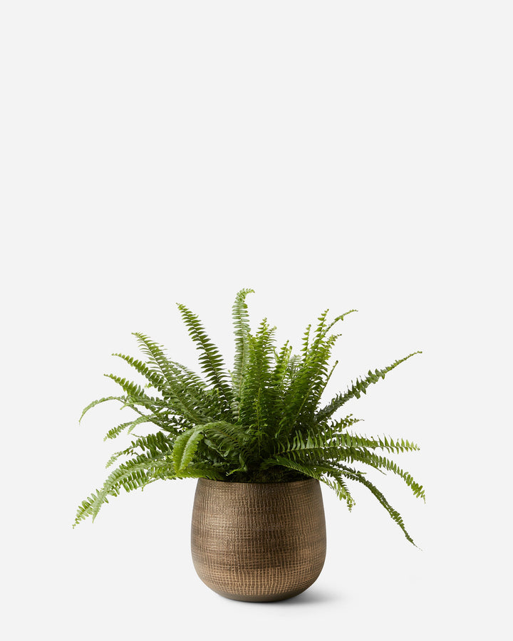 Potted fern plant on a white background