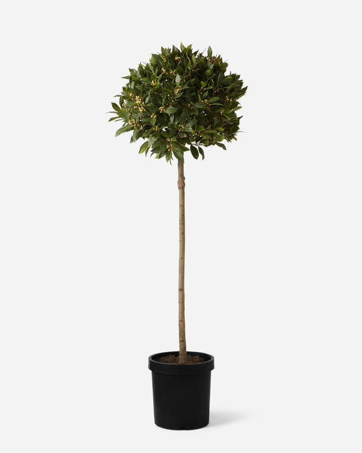 Bay Tree