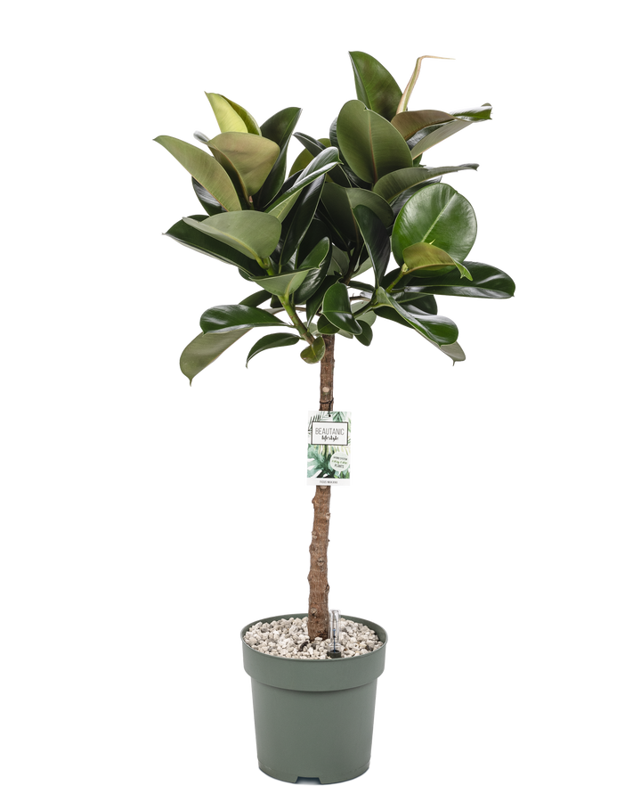 Thin Stem Rubber Trees