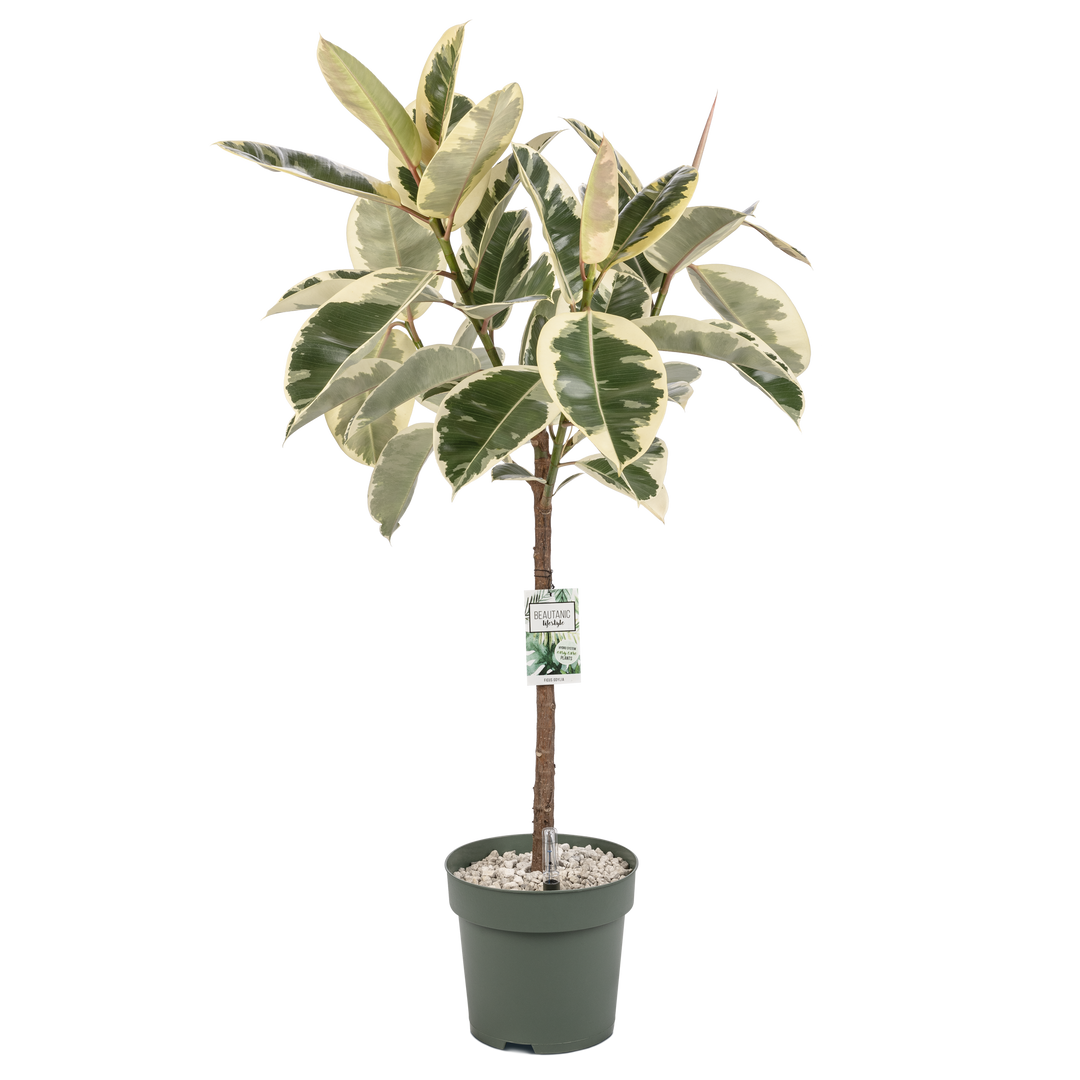 Patterned Rubber Plant