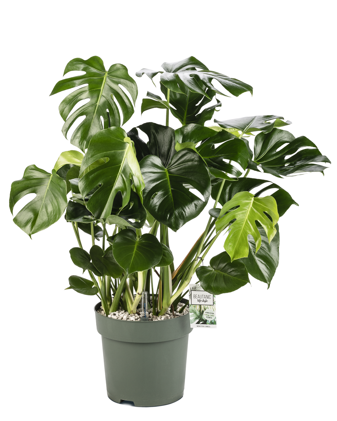Potted plant with large green leaves on a white background
